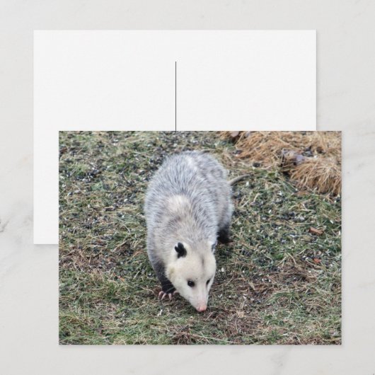 Opossum写真 ポストカード (正面/裏面)