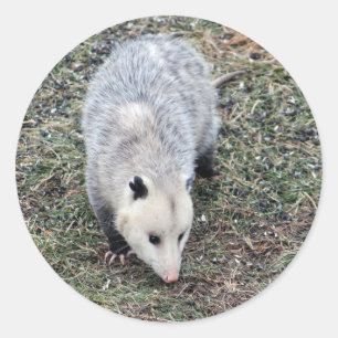 Opossum写真 ラウンドシール