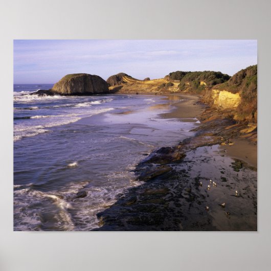 OR、オレゴン海岸、ニューポート、シールの海岸線 ポスター (正面)