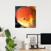 Oranda goldfish photo print ポスター (ホームオフィス)