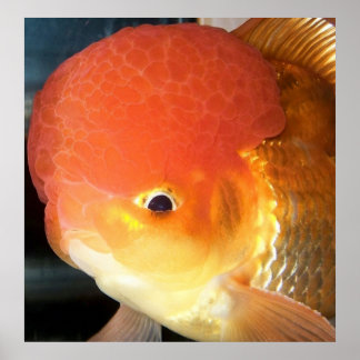 Oranda goldfish photo print ポスター
