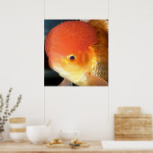 Oranda goldfish photo print ポスター (キッチン)