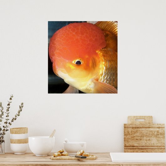 Oranda goldfish photo print ポスター (キッチン)