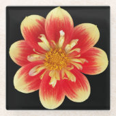 Orange and Yellow Collarette Dahlia Floral ガラスコースター (正面)