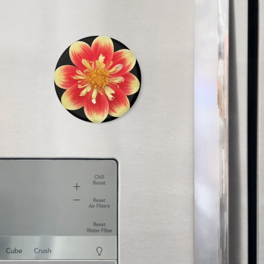 Orange and Yellow Collarette Dahlia Floral マグネット (インサイチュ (冷蔵庫))