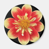 Orange and Yellow Collarette Dahlia Floral マグネット (正面)