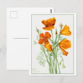 Orange California Poppy/Poppies Vintage ポストカード (正面/裏面)
