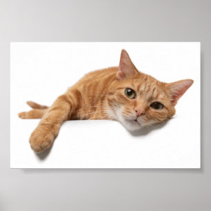 Orange Cat Laying Down ポスター