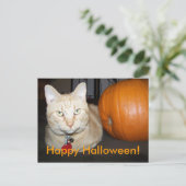 Orange Cat With Pumpkin Postcard ポストカード (スタンド正面)