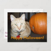 Orange Cat With Pumpkin Postcard ポストカード (正面/裏面)