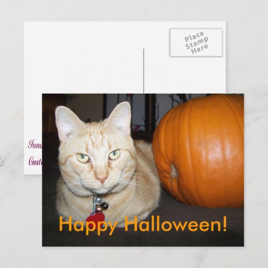 Orange Cat With Pumpkin Postcard ポストカード (正面/裏面)