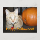 Orange Cat With Pumpkin Postcard ポストカード (正面)