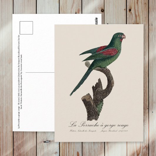 Orange-Chinned Parakeet, Brotogeris jugularis ポストカード