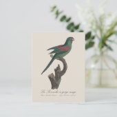 Orange-Chinned Parakeet, Brotogeris jugularis ポストカード (スタンド正面)