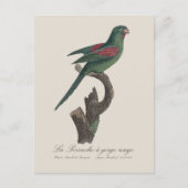 Orange-Chinned Parakeet, Brotogeris jugularis ポストカード (正面)