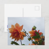 Orange Dahlia's in Blue Autumn Sky DIY Postcard シーズンポストカード (正面/裏面)