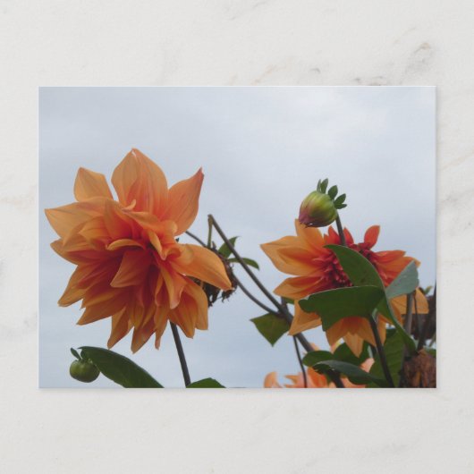 Orange Dahlia's in Blue Autumn Sky DIY Postcard シーズンポストカード (正面)