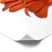 Orange Daisy Gerbera Flower ポスター (角)