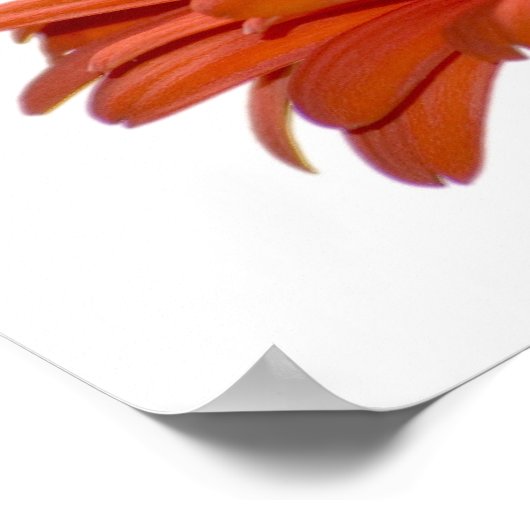 Orange Daisy Gerbera Flower ポスター (角)