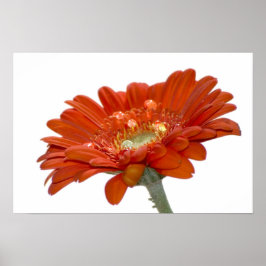 Orange Daisy Gerbera Flower ポスター