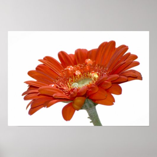 Orange Daisy Gerbera Flower ポスター (正面)