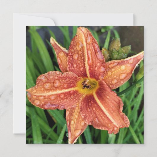 Orange Day Lily Greetings Card ノートカード (正面)