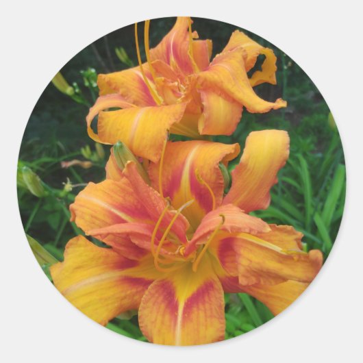 Orange Daylily Blooms ラウンドシール (正面)