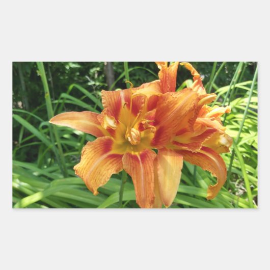 Orange Daylily Flowers Horizontal 長方形シール (正面)