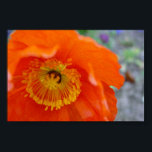Orange Flower ポスター<br><div class="desc">This orange flower was found growing in the San Jose,  California area during the spring. A closeup of the flower show some of the details inherit in some of nature's beauty.</div>