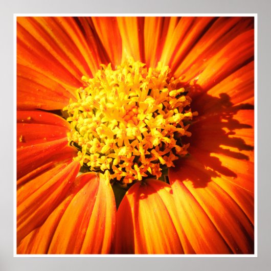 Orange Flower Macro – Vibrant Nature Photography ポスター (正面)