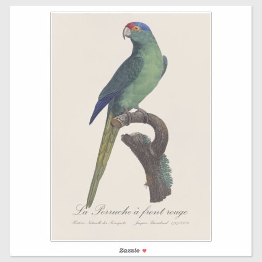 Orange-Fronted Parakeet, Eupsittula Canicularis シール (シート)