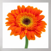 Orange Gerbera Daisy Flower ポスター (正面)