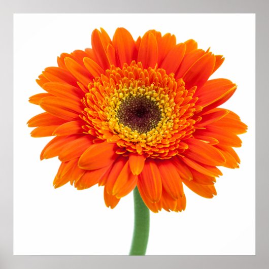 Orange Gerbera Daisy Flower ポスター (正面)