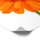 Orange Gerbera Daisy flower on white photo Poster ポスター (角)