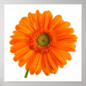 Orange Gerbera Daisy flower on white photo Poster ポスター (正面)