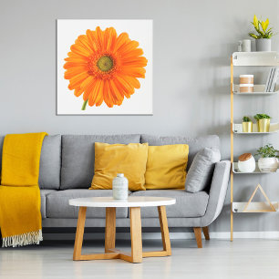 Orange Gerbera Daisy flower on white photo Poster ポスター