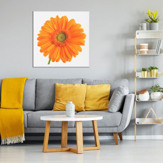 Orange Gerbera Daisy flower on white photo Poster ポスター
