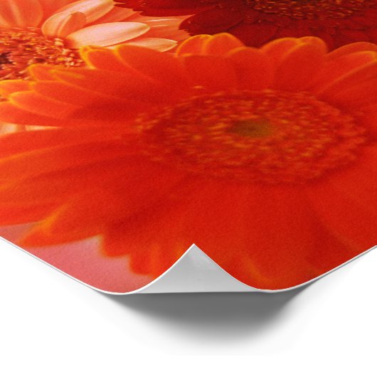 Orange Gerbera Daisy Flowers Wall Art Print Poster ポスター (角)