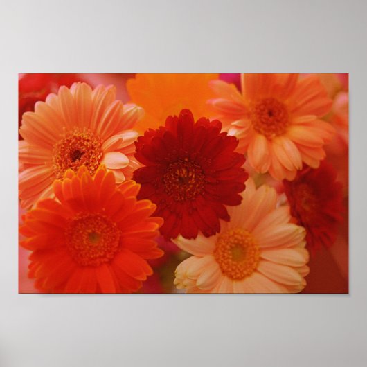 Orange Gerbera Daisy Flowers Wall Art Print Poster ポスター (正面)