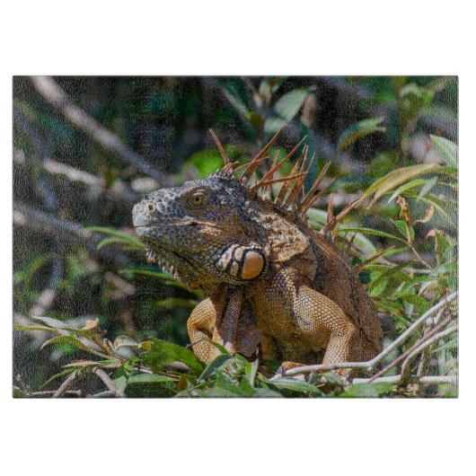 Orange Iguana, Wildlife Lizard写真 カッティングボード (正面)