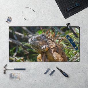 Orange Iguana, Wildlife Lizard写真 デスクマット