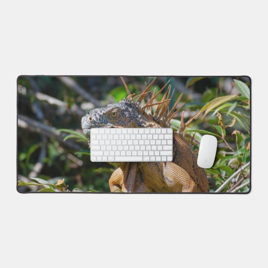 Orange Iguana, Wildlife Lizard写真 デスクマット (キーボード&マウス)