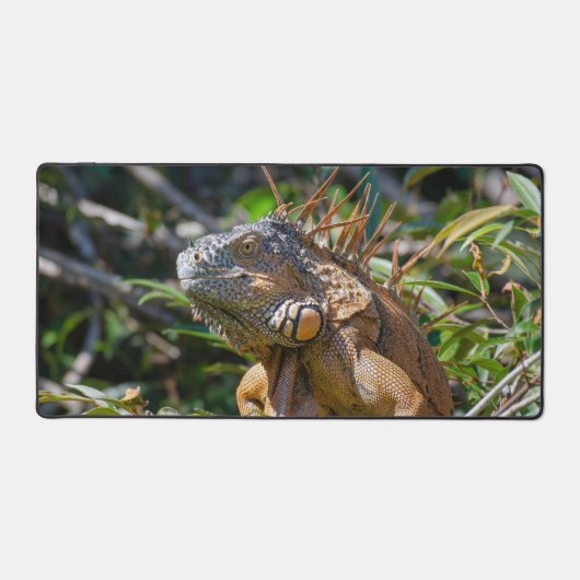 Orange Iguana, Wildlife Lizard写真 デスクマット (正面)