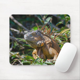Orange Iguana, Wildlife Lizard写真 マウスパッド
