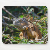 Orange Iguana, Wildlife Lizard写真 マウスパッド (正面)
