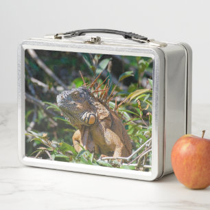 Orange Iguana, Wildlife Lizard写真 メタルランチボックス