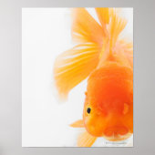 Orange lionhead goldfish (Carassius auratus) ポスター (正面)