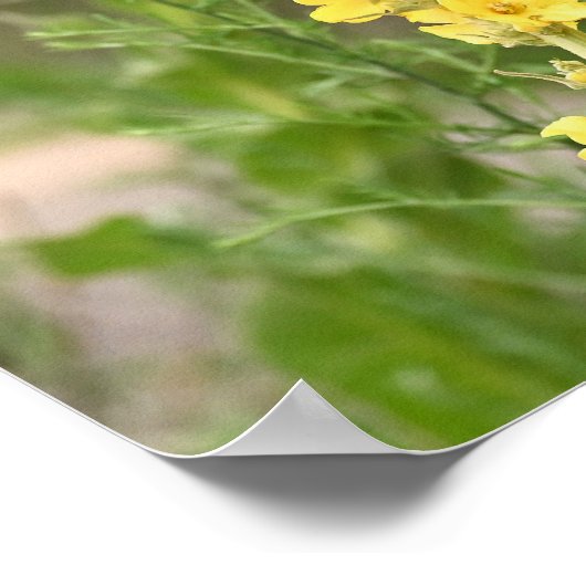 Orange Mullein Flowers Poster ポスター (角)