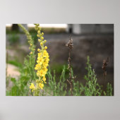 Orange Mullein Flowers Poster ポスター (正面)