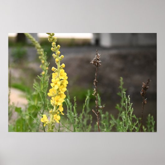 Orange Mullein Flowers Poster ポスター (正面)